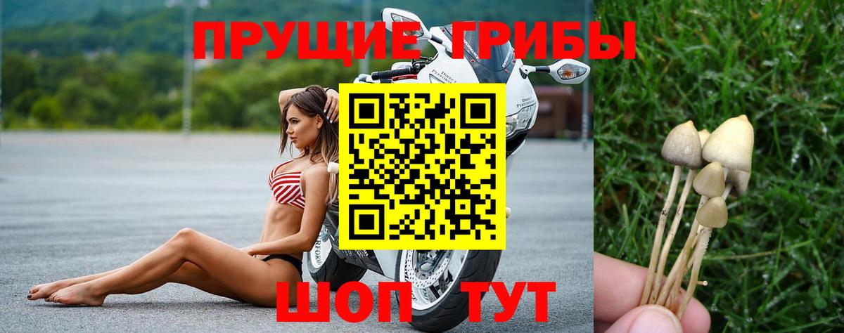 Псилоцибиновые грибы Psilocybine cubensis  Галлюциногенные грибы мицелий  Вход с VPN  хочу наркоту  Россия 
